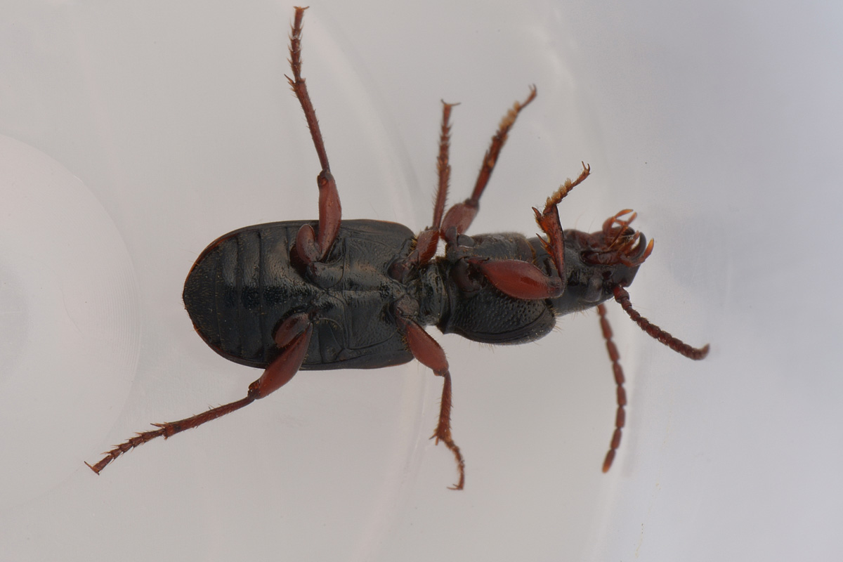 Carabidae: Carterus fulvipes